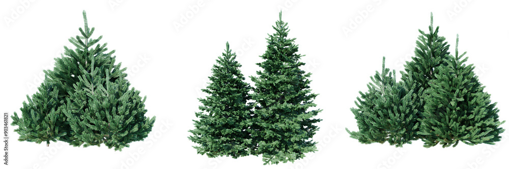 Poster three fir trees with dense, green foliage stand side by side against a transparent background isolat
