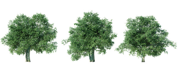 Obraz premium Three lush elm trees stand side by side, showcasing their dense green foliage against a transparent background isolated transparent background.3d rendering
