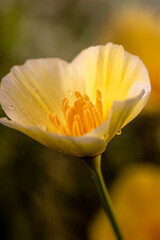 Fototapeta premium poppy flower