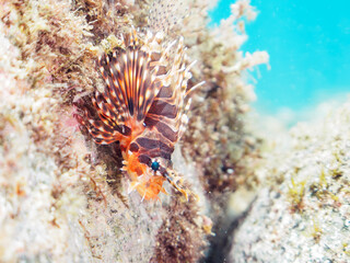 広げた羽根が美しいキリンミノ（フサカサゴ科）の幼魚。

日本国静岡県伊豆半島賀茂郡南伊豆町中木から渡し船で渡るヒリゾ浜-2024年7月

The Beautiful Zebra turkeyfish (Dendrochirus zebra) juvenile and others. 

