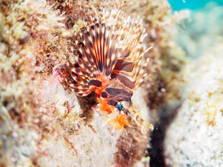 広げた羽根が美しいキリンミノ（フサカサゴ科）の幼魚。

日本国静岡県伊豆半島賀茂郡南伊豆町中木から渡し船で渡るヒリゾ浜-2024年7月

The Beautiful Zebra turkeyfish (Dendrochirus zebra) juvenile and others. 
