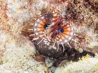 広げた羽根が美しいキリンミノ（フサカサゴ科）の幼魚。

日本国静岡県伊豆半島賀茂郡南伊豆町中木から渡し船で渡るヒリゾ浜-2024年7月

The Beautiful Zebra turkeyfish (Dendrochirus zebra) juvenile and others. 
