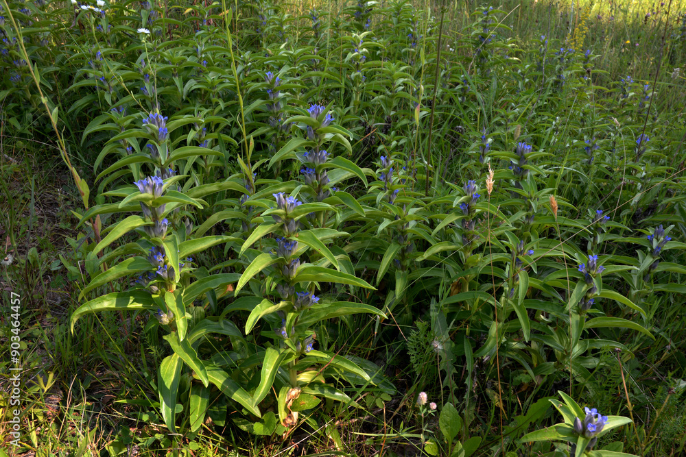 Canvas Prints Gentiana cruciata. Blue flowers of star gentiana, cross gentiana.