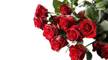 Roses , red rose on transparent background