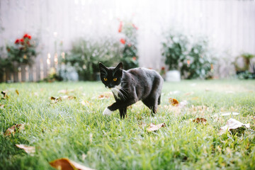 black and white cat on the grass