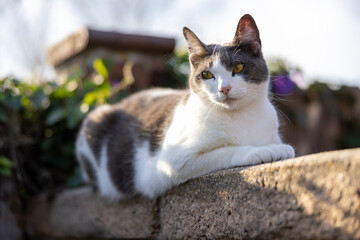 cat on wall basking in shadows