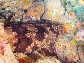 大きな美しいオオセ（オオセ科）。
水中洞窟にいる。

日本国静岡県伊豆半島賀茂郡南伊豆町中木から渡し船で渡るヒリゾ浜-2024年7月

The large and beautiful Japanese wobbegong shark (Orectolobus japonicus Regan).
