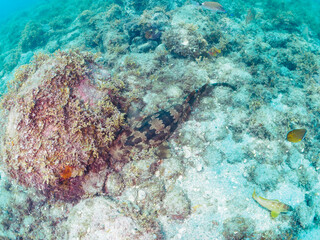 大きな美しいオオセ（オオセ科）。

日本国静岡県伊豆半島賀茂郡南伊豆町中木から渡し船で渡るヒリゾ浜-2024年7月

The large and beautiful Japanese wobbegong shark (Orectolobus japonicus Regan).
