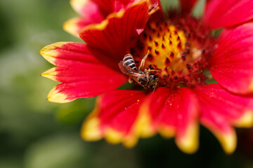 bee on flower