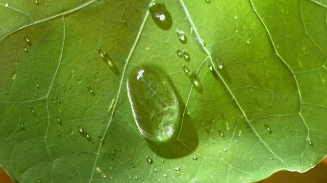 characteristics of water on taro leaves