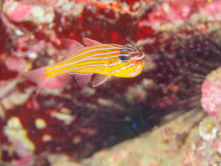 美しいキンセンイシモチ（テンジクダイ科）他の幼魚の群れ。
オスが口に卵をくわえて孵化するまで守っている。

日本国静岡県伊豆半島賀茂郡南伊豆町中木から渡し船で渡るヒリゾ浜-2024年7月

A school of beautiful juvenile Southern orange-lined cardinal fish (Ostorhinchus properuptus) and other 