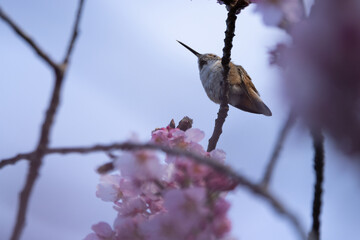humming bird in cherry blossom tree