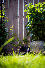 cat enjoying the shade
