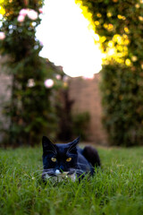 cat in the garden