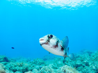 美しく大きなイシガキフグ（ハリセンボン科）。

日本国静岡県伊豆半島賀茂郡南伊豆町中木から渡し船で渡るヒリゾ浜-2024年7月

The Beautiful large Pacific Burrfish (Chilomycterus reticulatus).
