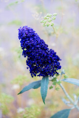 flowers in the garden