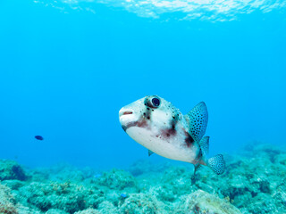 美しく大きなイシガキフグ（ハリセンボン科）。

日本国静岡県伊豆半島賀茂郡南伊豆町中木から渡し船で渡るヒリゾ浜-2024年7月

The Beautiful large Pacific Burrfish (Chilomycterus reticulatus).
