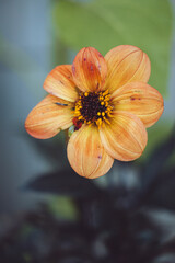 orange flower on a green background
