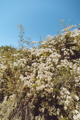 spring in the mountains