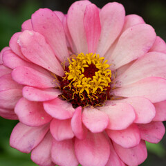 close up of pink flower