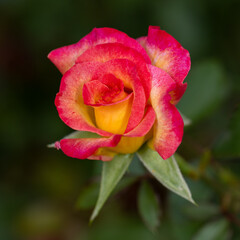 red rose on green background