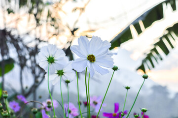 cosmos white in the meadow