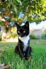black cat in the grass