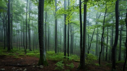 Fototapeta premium A tranquil forest shrouded in mist, with tall, slender trees and lush green foliage creating a serene and ethereal atmosphere.
