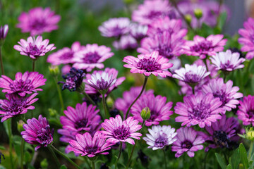 flowers in the garden