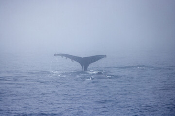 Whale breaching ocean
