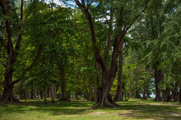 Obraz premium trees in the park,phuket thailand