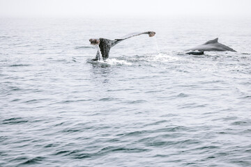 Whale breaching ocean