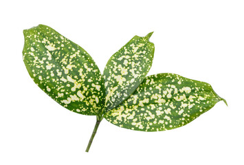 Green leaves of Dracaena surculosa Lindl.,Gold-dust dracaena, Spotted dracaena,Florida Beauty on white background with clipping path.