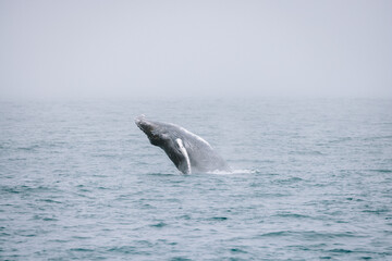 Whale breaching ocean