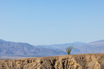 Anza-Borrego desert with small bush on horizon