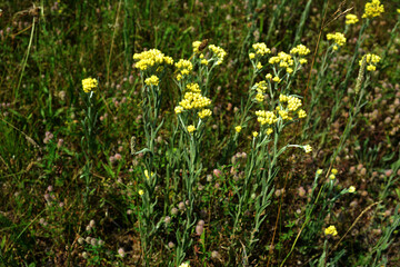 Helichrysum arenarium, dwarf everlast, immortelle yellow flowers closeup
