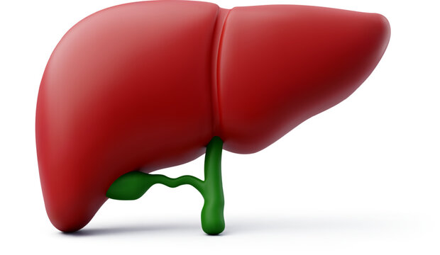3d Vector Human liver, Liver anatomy structure, Internal organs concept.
