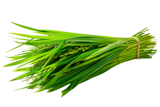 Fresh rice with green leaves isolated on transparent background