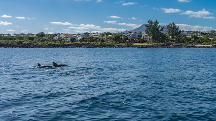 Two dolphins swim in the blue ocean. Backs and fins are visible above the water. There is green vegetation and buildings on the shore. A mountain against a background of blue sky and clouds. Mauritius © Вера 