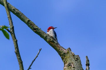 A Red Headed Woodpecker Perched on a Tree at a Campground near Ravenna, Ohio.
