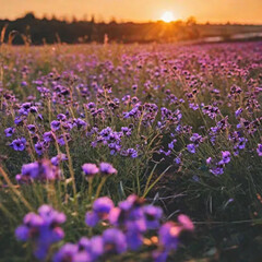 Obraz premium Close-up of purple flowers growing on field during sunset