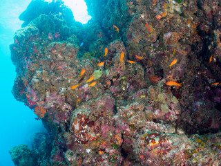 ウミトサカ（ソフトコーラル）が生えるドロップオフのキンギョハナダイ（ハナダイ亜科）、スズメダイ（スズメダイ科）他群れ
静岡県伊豆半島賀茂郡南伊豆町中木から渡し船で渡るヒリゾ浜-2024年8月
Sea Goldie (Pseudanthias squamipinnis)
Damselfish, Chromis notata, 
Alcyonacea
