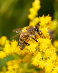 A honey bee, fully covered in pollen, is feeding on a yellow dill flower. This close-up captures the bee's diligent work, showcasing the intricate details of its pollen-coated body.