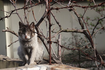 Obraz premium 갇힌 것 같지만 편안한 얼굴의 고양이