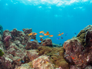 ウミトサカ（ソフトコーラル）が生えるドロップオフのキンギョハナダイ（ハナダイ亜科）、スズメダイ（スズメダイ科）他群れ
静岡県伊豆半島賀茂郡南伊豆町中木から渡し船で渡るヒリゾ浜-2024年8月
Sea Goldie (Pseudanthias squamipinnis)
Damselfish, Chromis notata, 
Alcyonacea
