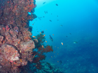 ウミカラマツ（ソフトコーラル）が生えるドロップオフのキンギョハナダイ（ハナダイ亜科）、スズメダイ（スズメダイ科）他群れ
静岡県伊豆半島賀茂郡南伊豆町中木から渡し船で渡るヒリゾ浜-2024年8月
Sea Goldie (Pseudanthias squamipinnis)
Damselfish, Chromis notata, 
Antipathes japonica
