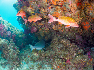 美しいニザダイ（ニザダイ科）、ホウライヒメジ（ヒメジ科）、メジナ（イスズミ科）他の群れ。
伊豆半島賀茂郡南伊豆町中木ヒリゾ浜-2024
Sawtail (Prionurus scalprum)
Whitesaddle goatfish (Parupeneus ciliatus) 
Largescale Blackfish, Girella punctata,.
