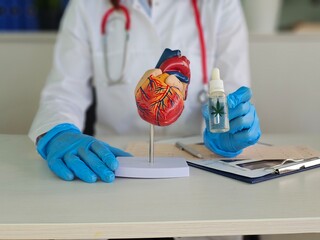 Doctor holds heart with marijuana oil sign. Diseases treated with marijuana and cannabis concept...