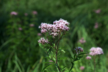 Eupatorium cannabinum, commonly known as hemp-agrimony or holy rope.