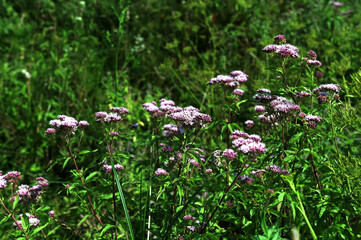 Fototapeta premium Eupatorium cannabinum, commonly known as hemp-agrimony or holy rope.